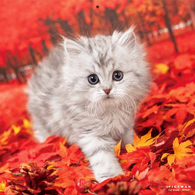 PICTWANカレンダー 10月