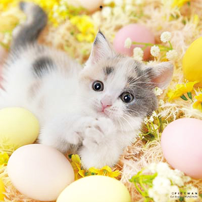 PICTWANカレンダー 11月