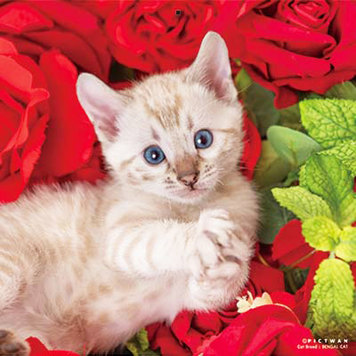 PICTWANカレンダー 12月