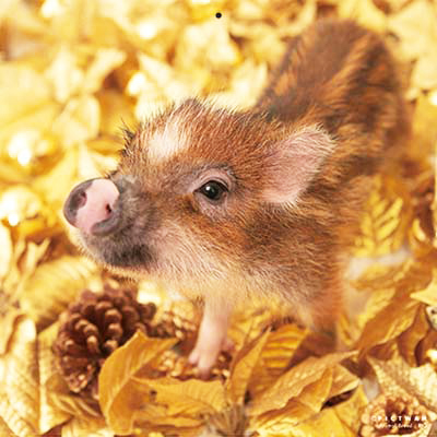 PICTWANカレンダー 1月