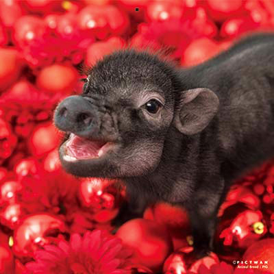 PICTWANカレンダー 2月