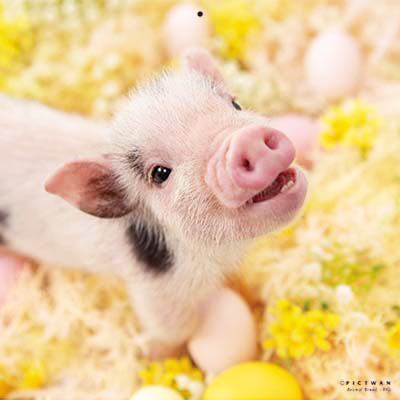 PICTWANカレンダー 3月