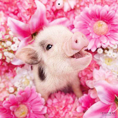 PICTWANカレンダー 4月