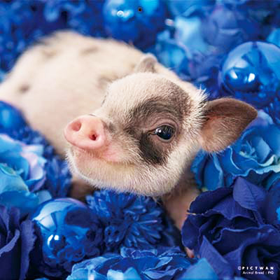 PICTWANカレンダー 5月