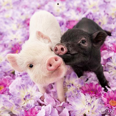 PICTWANカレンダー 6月