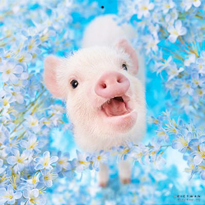 PICTWANカレンダー 7月