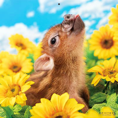 PICTWANカレンダー 8月