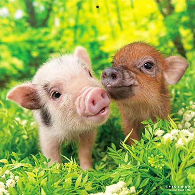 PICTWANカレンダー 9月