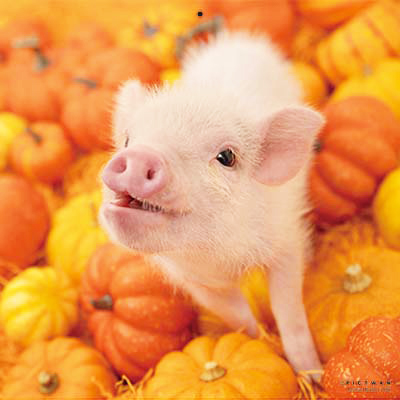 PICTWANカレンダー 10月