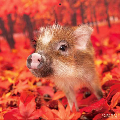 PICTWANカレンダー 11月