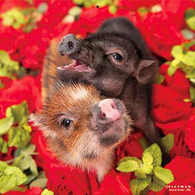 PICTWANカレンダー 12月