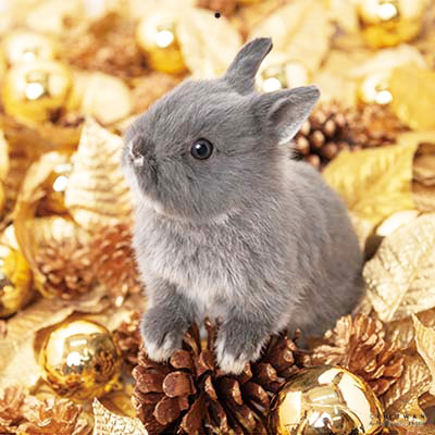 PICTWANカレンダー 1月