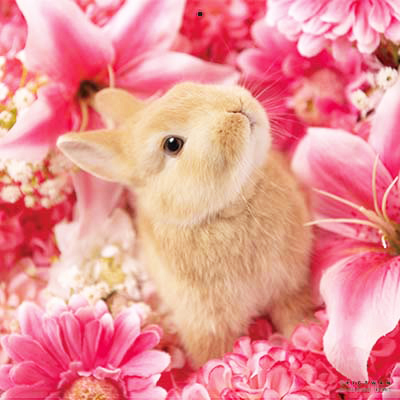 PICTWANカレンダー 2月