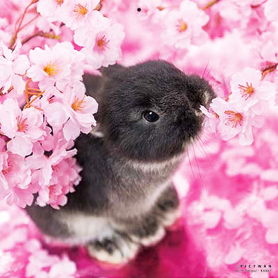 PICTWANカレンダー 4月