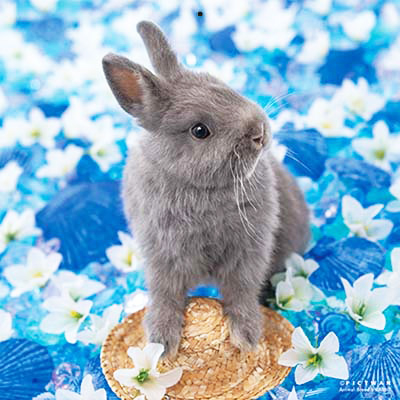 PICTWANカレンダー 5月