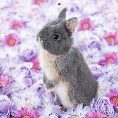 PICTWANカレンダー 6月