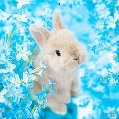 PICTWANカレンダー 7月