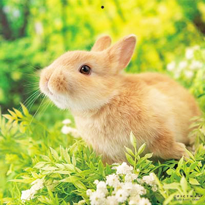 PICTWANカレンダー 8月