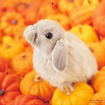 PICTWANカレンダー 9月