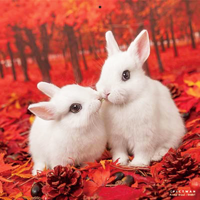 PICTWANカレンダー 10月