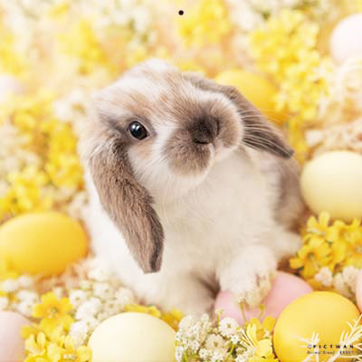 PICTWANカレンダー 11月