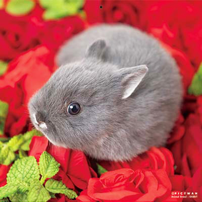 PICTWANカレンダー 12月