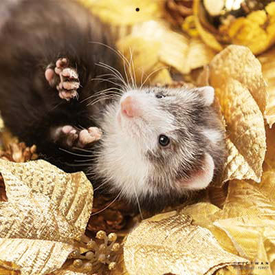 PICTWANカレンダー 1月