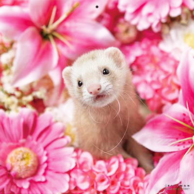 PICTWANカレンダー 2月