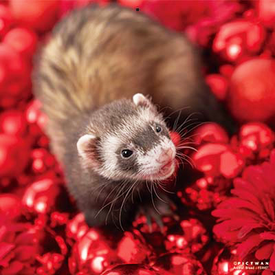 PICTWANカレンダー 3月