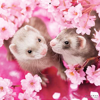 PICTWANカレンダー 4月