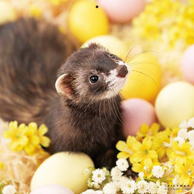 PICTWANカレンダー 5月