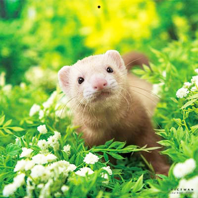 PICTWANカレンダー 6月