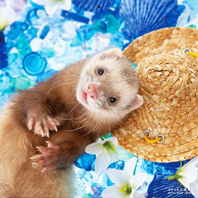 PICTWANカレンダー 7月