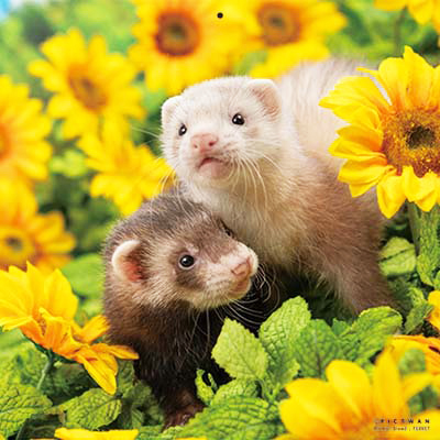 PICTWANカレンダー 8月