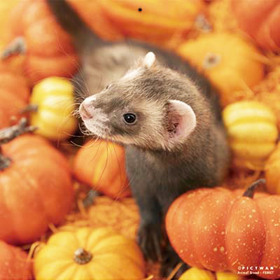 PICTWANカレンダー 9月