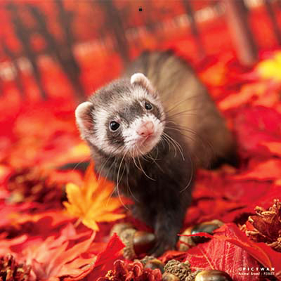 PICTWANカレンダー 10月