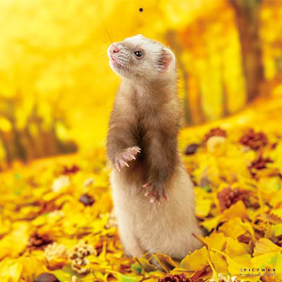 PICTWANカレンダー 11月