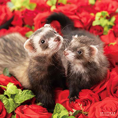 PICTWANカレンダー 12月