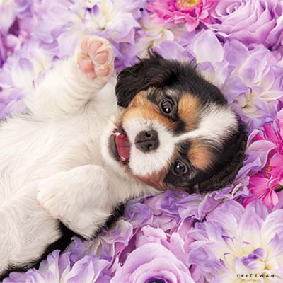 PICTWANカレンダー 2月