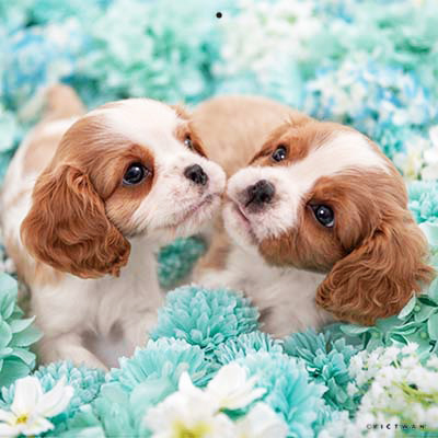 PICTWANカレンダー 3月