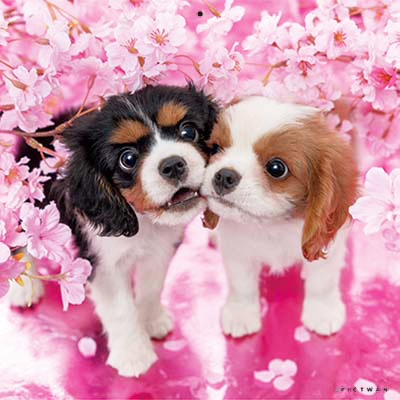 PICTWANカレンダー 4月