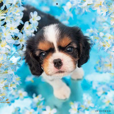 PICTWANカレンダー 5月