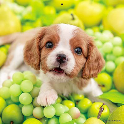 PICTWANカレンダー 6月