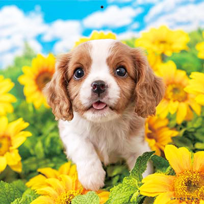 PICTWANカレンダー 7月