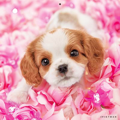 PICTWANカレンダー 8月