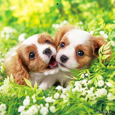 PICTWANカレンダー 9月