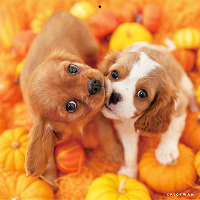 PICTWANカレンダー 10月