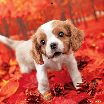 PICTWANカレンダー 11月