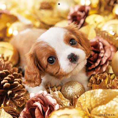 PICTWANカレンダー 12月