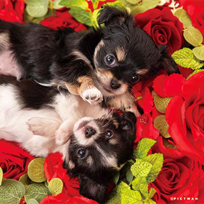 PICTWANカレンダー 1月